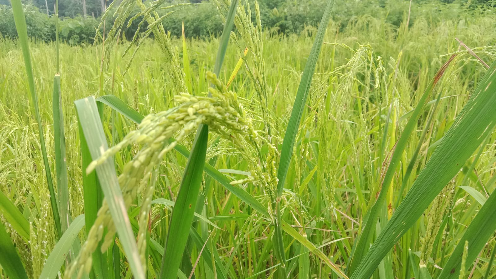 Transformasi 20 Hektare Hutan Menjadi Lahan Produktif di Desa Mangkalapi